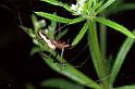 Tetragnatha_ZZXYX_F1309_Z_76_Laprade_Frankrijk