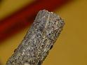 Tetragnatha_demissa_D6870_O_90_Brisbane_Australie