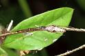 Tetragnatha_demissa_F0821_Z_80_Giru_Australie