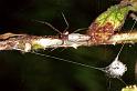 Tetragnatha_demissa_F0840_Z_85_Giru_Australie