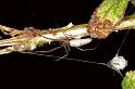 Tetragnatha_demissa_F0841_Z_85_Giru_Australie