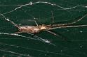 Tetragnatha_extensa_D4732_Z_87_Waterleidingduinen_Nederland