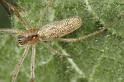Tetragnatha_extensa_D7660_Z_88_Oeverlanden_Nederland