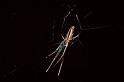 Tetragnatha_extensa_P0099_O_80_Waterleidingduinen_Nederland