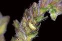 Tetragnatha_extensa_P0224_Z_80_Waterleidingduinen_Nederland