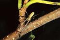 Tetragnatha_extensa_P0265_Z_78_Waterleidingduinen_Nederland