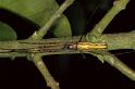 Tetragnatha_extensa_P0955_Z_90_-_Frankrijk