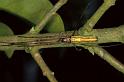 Tetragnatha_extensa_P0956_Z_90_-_Frankrijk