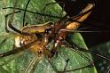 Tetragnatha_extensa_P0975_Z_90_-_Frankrijk