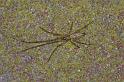 Tetragnatha_montana_D4255_Z_88_Ooij_Nederland