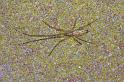Tetragnatha_montana_D4256_Z_88_Ooij_Nederland