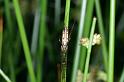 Tetragnatha_montana_D4452_Z_85_Belversven_Nederland