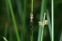 Tetragnatha_montana_D4453_Z_86_Belversven_Nederland