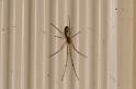 Tetragnatha_montana_D5955_Z_88_Royan_Frankrijk