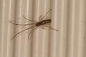 Tetragnatha_montana_D5956_Z_89_Royan_Frankrijk