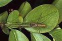 Tetragnatha_montana_P0957_O_90_-_Frankrijk
