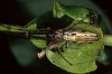 Tetragnatha_montana_P0960_Z_90_-_Frankrijk