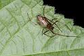 Tetragnatha_nigrita_D3893_Z_88_Kaaihoeve_Belgie