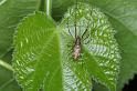 Tetragnatha_nigrita_D3894_Z_89_Kaaihoeve_Belgie