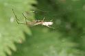 Tetragnatha_nigrita_D4404_Z_75_Oostvlieland_Nederland