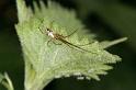 Tetragnatha_nigrita_D4405_Z_78_Oostvlieland_Nederland