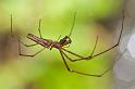 Tetragnatha_nitens_D5920_Z_82_Tenerife_Spanje