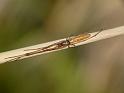 Tetragnatha_valida_D6522_O_90_Brisbane_Australie
