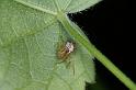 ZZ_ZZXYX_D3895_Z_88_Kaaihoeve_Belgie