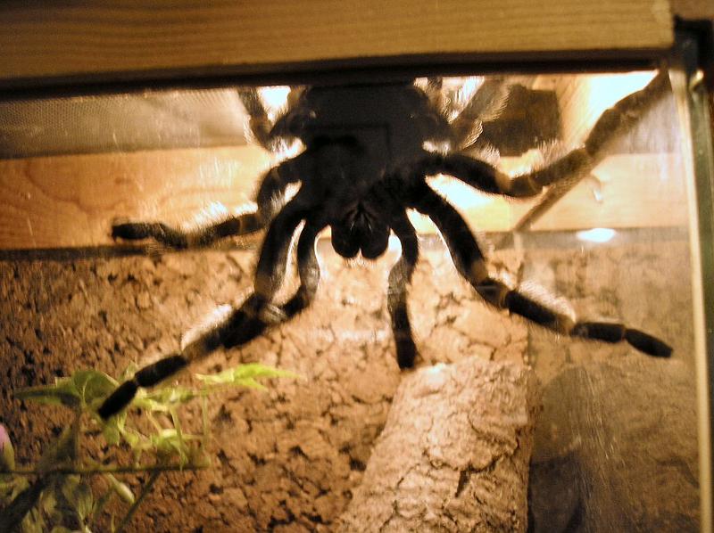 Brachypelma_smithi_D3130_Z_85_Badhoevedorp_Nederland.jpg