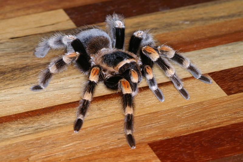 Brachypelma_smithi_D3826_Z_93_Badhoevedorp_Nederland.jpg