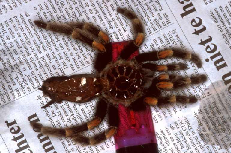 Brachypelma_smithi_P1449_Z_80_Badhoevedorp_Nederland.jpg