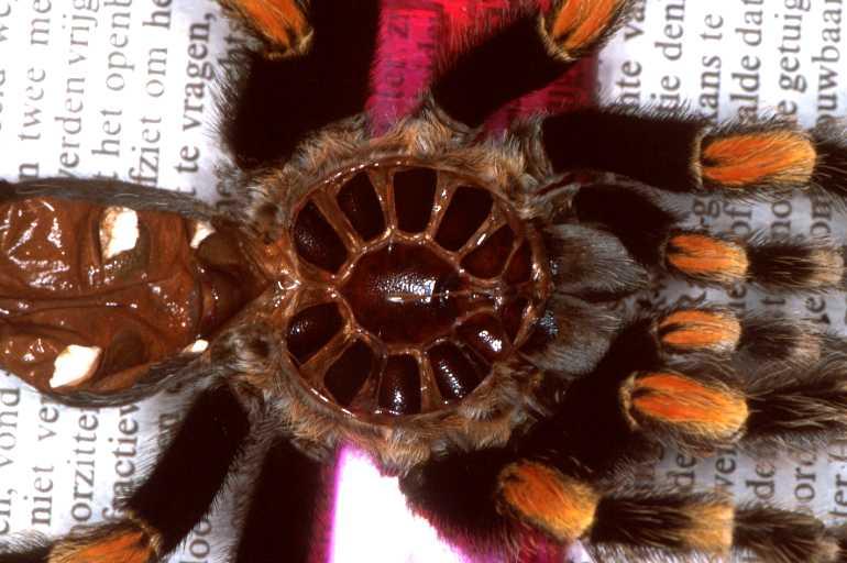 Brachypelma_smithi_P1451_Z_92_Badhoevedorp_Nederland.jpg