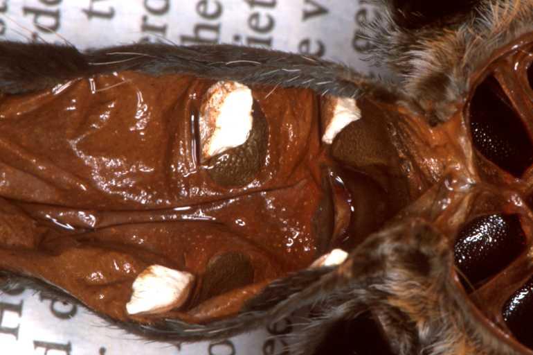 Brachypelma_smithi_P1452_Z_90_Badhoevedorp_Nederland.jpg