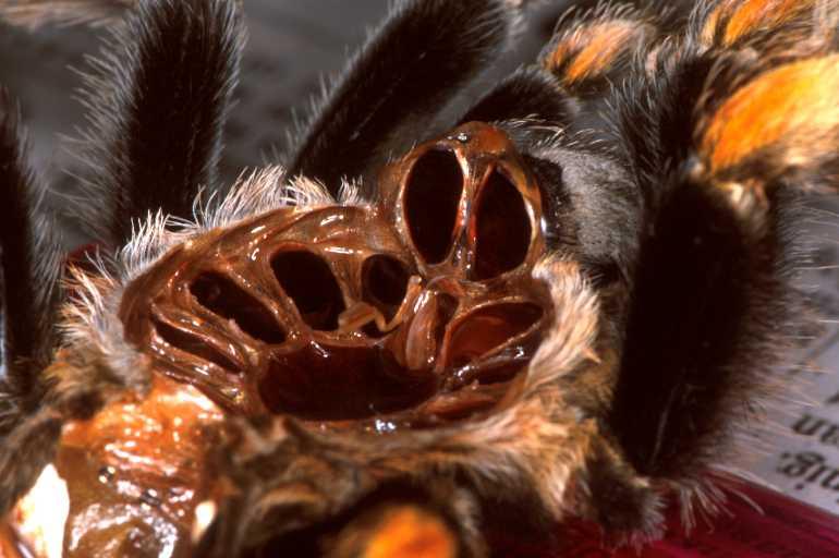 Brachypelma_smithi_P1453_Z_90_Badhoevedorp_Nederland.jpg