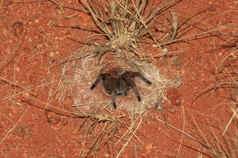 ZZ_ZZXYX_D5643_Z_85_Kulgera_Australie.jpg