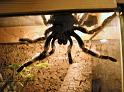 Brachypelma_smithi_D3130_Z_85_Badhoevedorp_Nederland