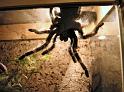 Brachypelma_smithi_D3131_Z_85_Badhoevedorp_Nederland