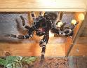Brachypelma_smithi_D3132_Z_85_Badhoevedorp_Nederland