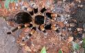 Brachypelma_smithi_D3825_Z_93_Badhoevedorp_Nederland