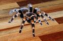 Brachypelma_smithi_D3826_Z_93_Badhoevedorp_Nederland
