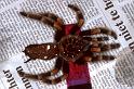 Brachypelma_smithi_P1449_Z_80_Badhoevedorp_Nederland
