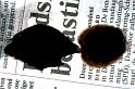 Brachypelma_smithi_P1450_Z_80_Badhoevedorp_Nederland