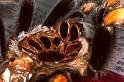 Brachypelma_smithi_P1453_Z_90_Badhoevedorp_Nederland