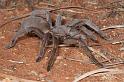 ZZ_ZZ353_D4010_Z_90_-_Australie