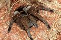 ZZ_ZZXYX_D5644_Z_85_Kulgera_Australie