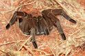 ZZ_ZZXYX_D5645_Z_85_Kulgera_Australie