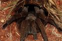 ZZ_ZZXYX_D5646_Z_85_Kulgera_Australie
