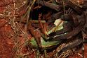 ZZ_ZZXYX_D5647_Z_85_Kulgera_Australie