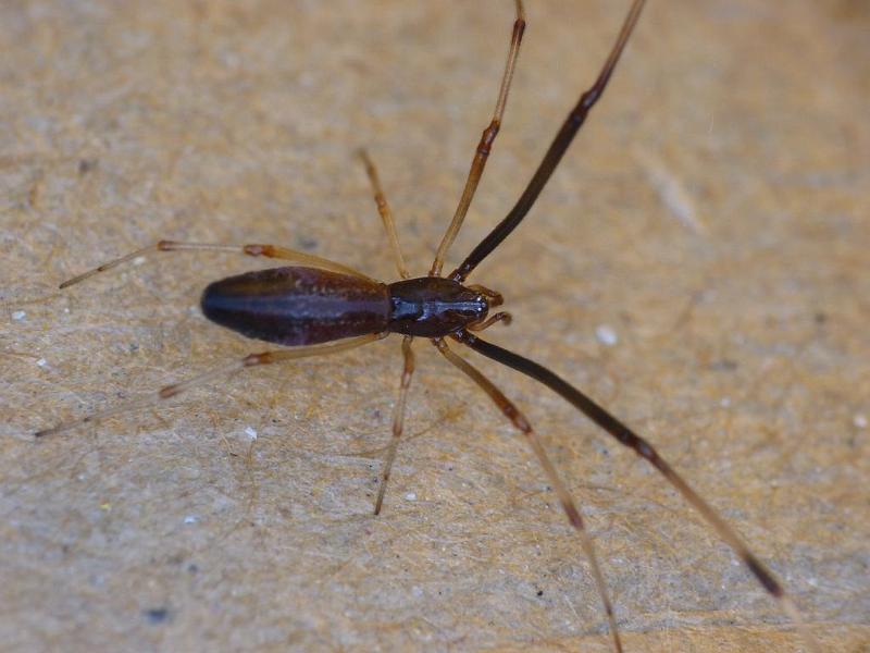 Argyrodes_rainbowi_D6564_O_88_Brisbane_Australie.jpg