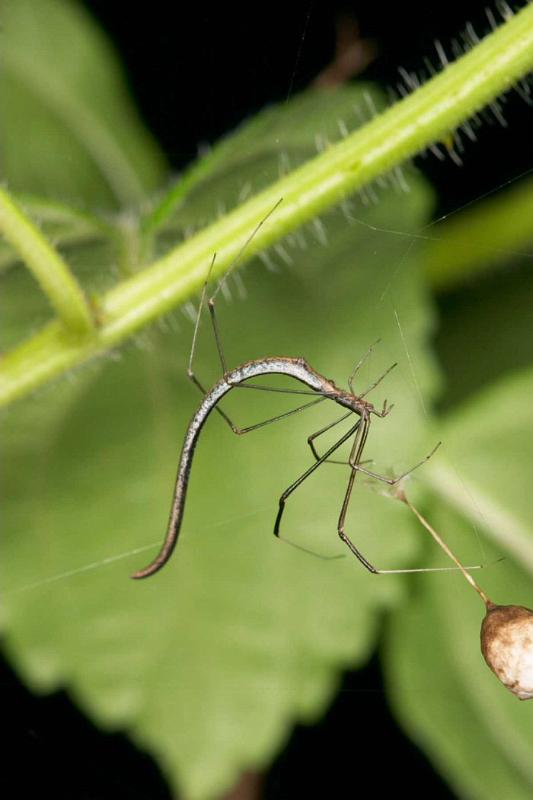 Ariamnes_colubrinus_D2746_Z_83_-_Australie.jpg